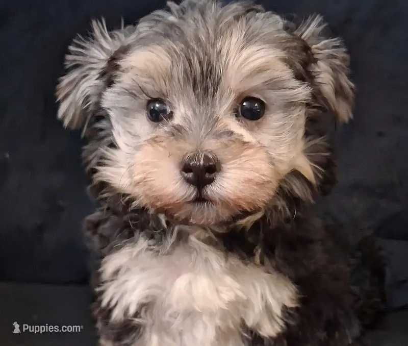 Piper, morkiepoo  – Yorkipoo puppy for sale in San Antonio, TX