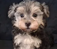 Piper, morkiepoo , a female Yorkipoo for sale in San Antonio, TX – 1 of 5