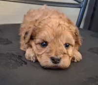 Hannah , a female Shihpoo for sale in San Antonio, TX – 2 of 5