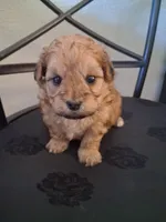 Hannah , a female Shihpoo for sale in San Antonio, TX – 5 of 5