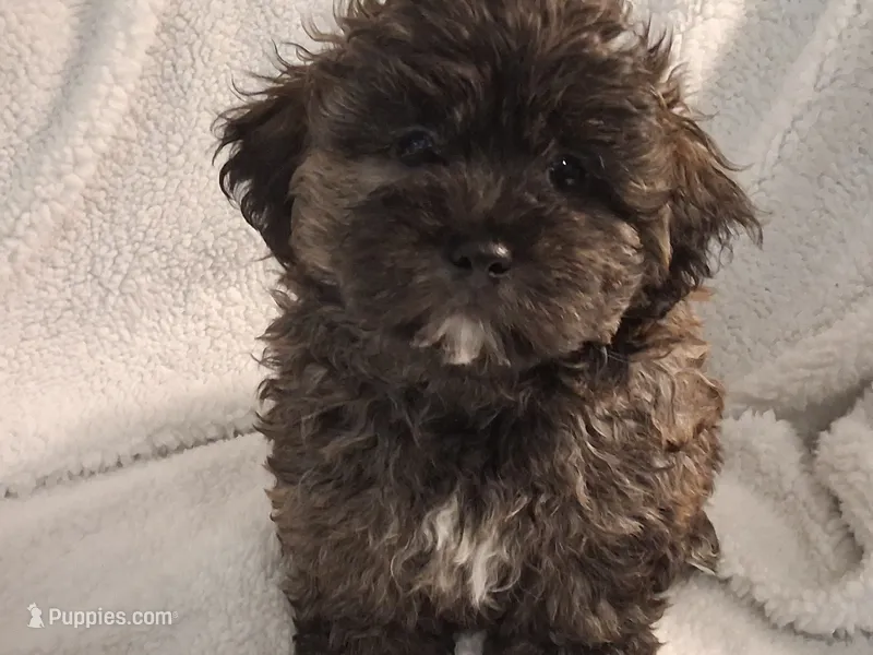 Black-Brown Bear (Aaron) – Shihpoo puppy for sale in San Antonio, TX