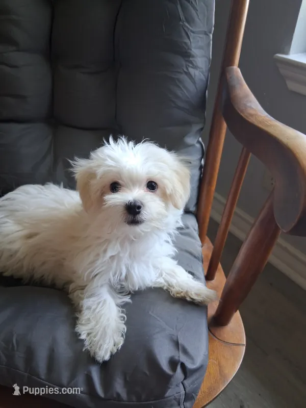 Silas (AKC) – Maltese puppy for sale in San Antonio, TX