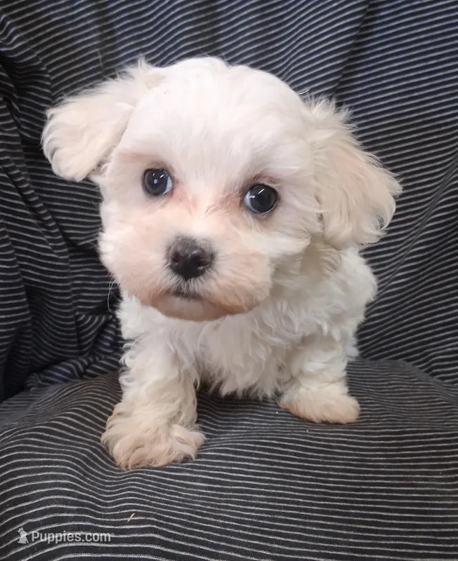 Jewel – Maltipoo puppy for sale in San Antonio, TX