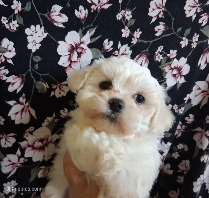 Jewel – Maltipoo puppy for sale in San Antonio, TX