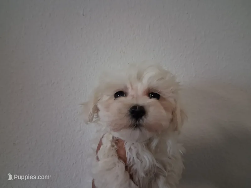 Simon – Maltipoo puppy for sale in San Antonio, TX