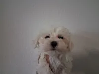 Simon, a male Maltipoo for sale in San Antonio, TX – 1 of 1