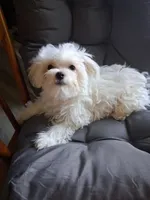 Abel (AKC), a male Maltese for sale in San Antonio, TX – 3 of 9