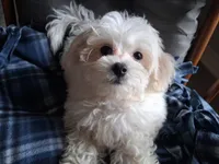 Jewel, a female Maltipoo for sale in San Antonio, TX – 4 of 7