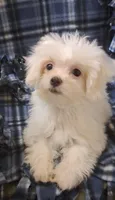 Dinah (AKC), a female Maltese for sale in San Antonio, TX – 9 of 9