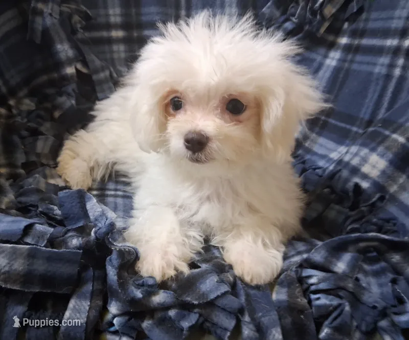 Dinah (AKC) – Maltese puppy for sale in San Antonio, TX
