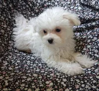 Abel (AKC), a male Maltese for sale in San Antonio, TX – 3 of 6
