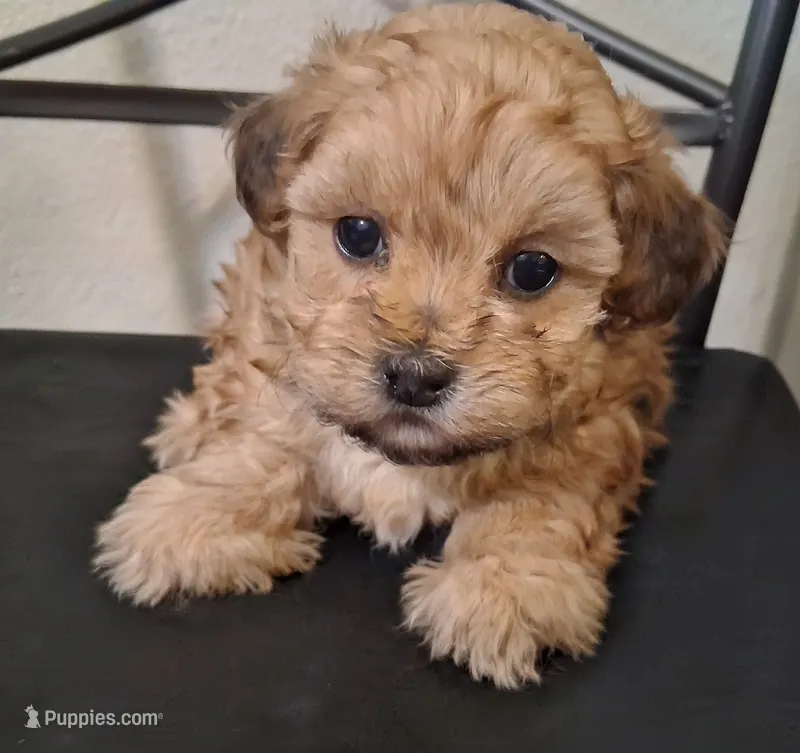 Hannah  – Shihpoo puppy for sale in San Antonio, TX