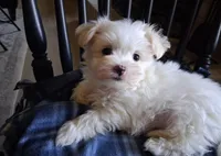 Zeb, a male Maltese for sale in San Antonio, TX – 2 of 8