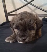 Aaron, Shihpoo, a male Shih Tzu for sale in San Antonio, TX – 2 of 3