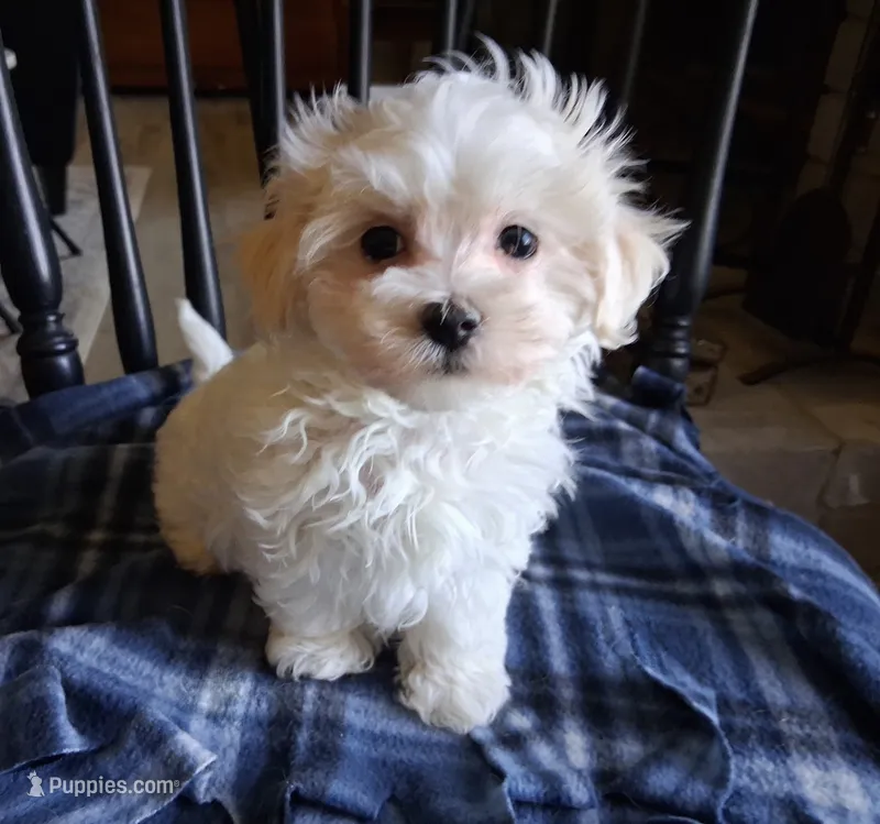 Simon – Maltipoo puppy for sale in San Antonio, TX