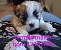 processed/99c820ee-3491-4268-8e78-ba651e16ea23/listing/c38ec1fc-b119-4856-8cae-8f94c4d830b1/0ada9c17-9629-4ca9-9ba4-ce9437a8aa73