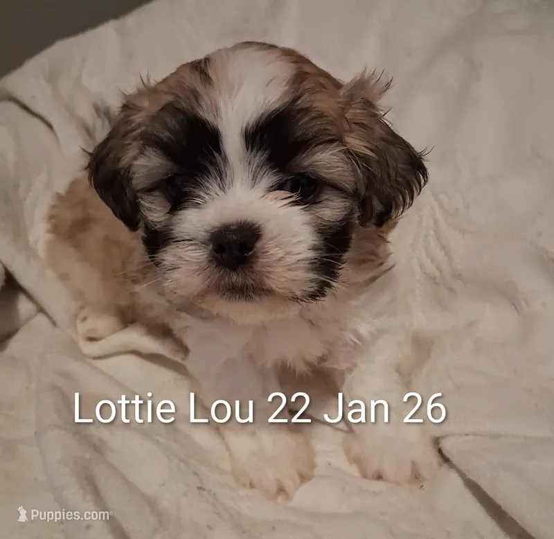 Lottie Lou
