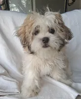 Lottie Lou, a female Mal Shi for sale in San Antonio, TX – 1 of 4