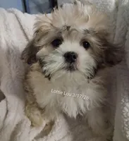 Lottie Lou, a female Mal Shi for sale in San Antonio, TX – Photo 6 of 7