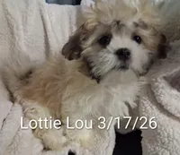 Lottie Lou, a female Mal Shi for sale in San Antonio, TX – Photo 3 of 7