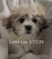 Lottie Lou, a female Mal Shi for sale in San Antonio, TX – Photo 2 of 7