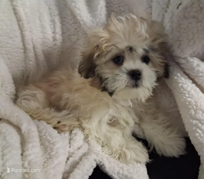 Lottie Lou – Mal Shi puppy for sale in San Antonio, TX