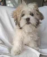 Lottie Lou, a female Mal Shi for sale in San Antonio, TX – 2 of 4