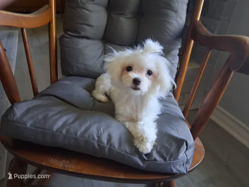 Dinah (AKC) – Maltese puppy for sale in San Antonio, TX
