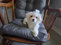 Dinah (AKC), a female Maltese for sale in San Antonio, TX – 1 of 4