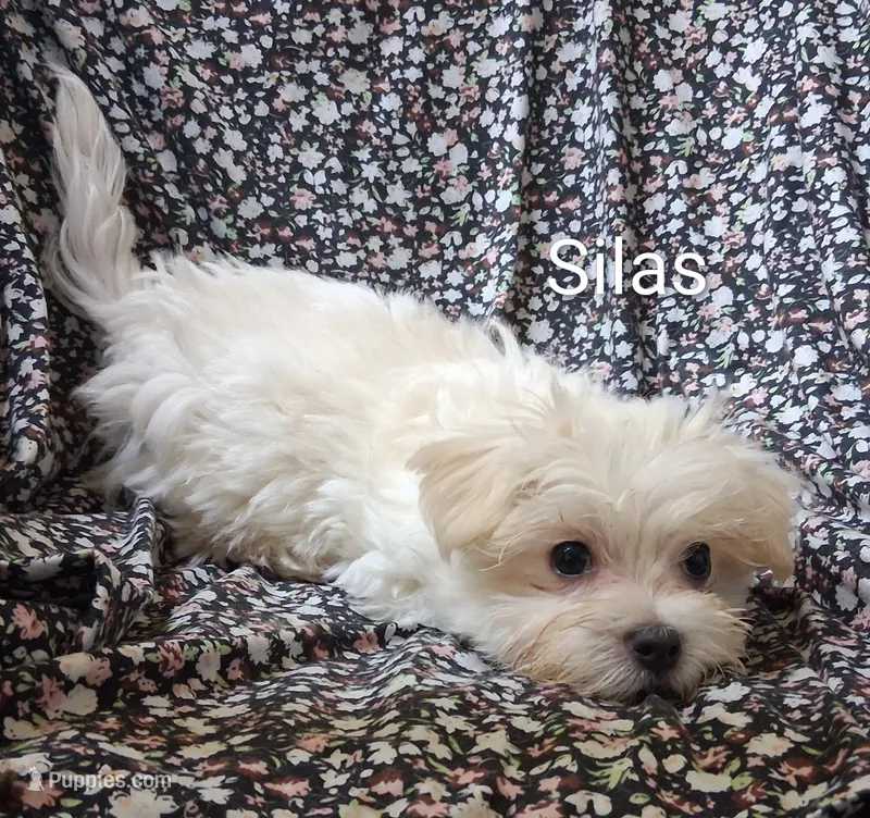 Silas (AKC) – Maltese puppy for sale in San Antonio, TX
