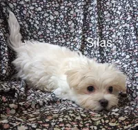 Silas (AKC), a male Maltese for sale in San Antonio, TX – 2 of 6