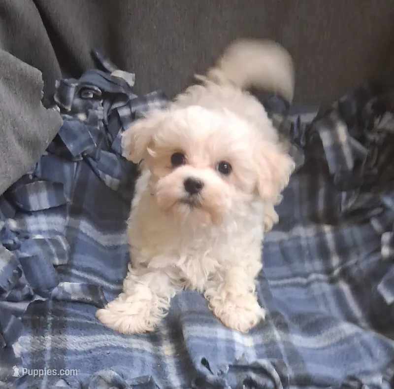 Jewel – Maltipoo puppy for sale in San Antonio, TX