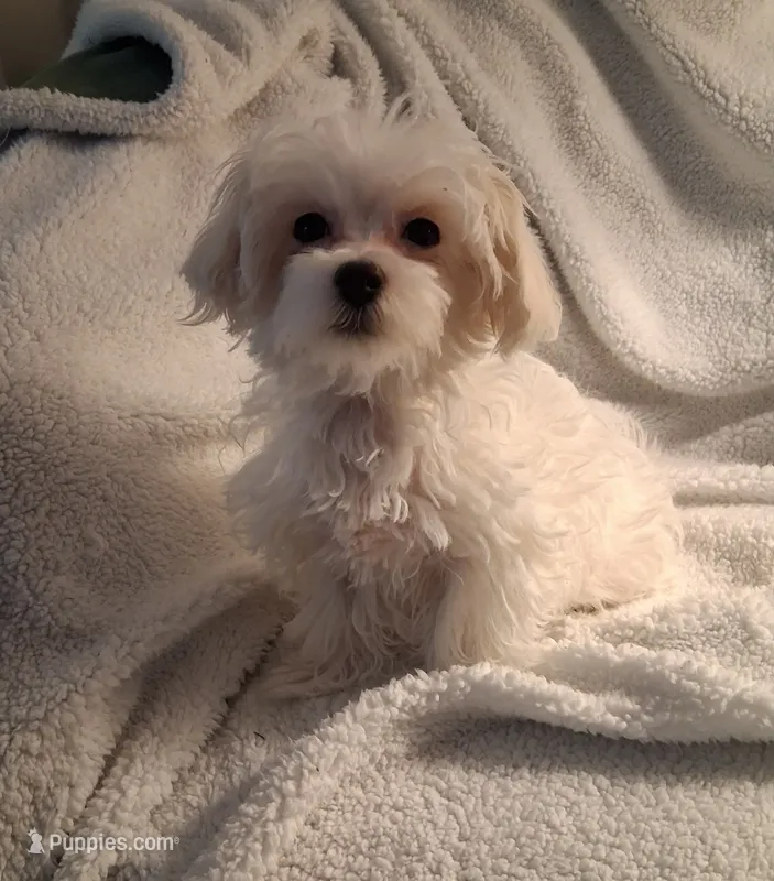 Simon – Maltipoo puppy for sale in San Antonio, TX