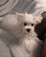 Zeb, a male Maltese for sale in San Antonio, TX – 3 of 5