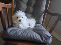 Levi, a male Maltese for sale in San Antonio, TX – 1 of 3