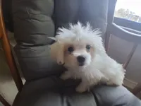 Dinah (AKC), a female Maltese for sale in San Antonio, TX – 2 of 9