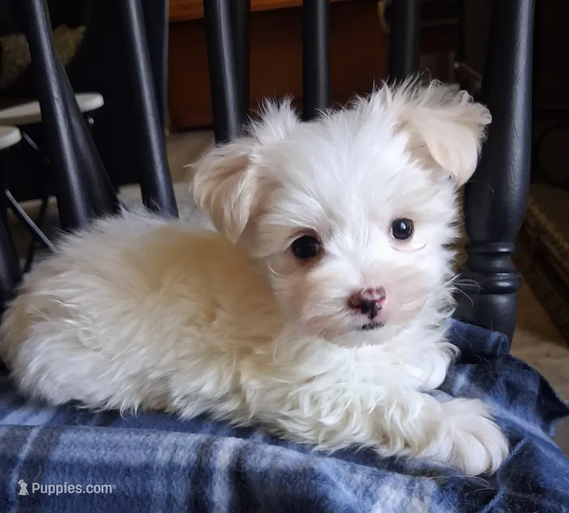 Zeb – Maltese puppy for sale in San Antonio, TX