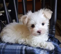 Zeb, a male Maltese for sale in San Antonio, TX – 1 of 8