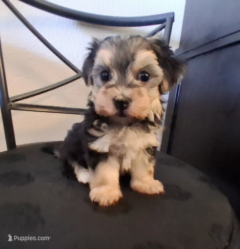 Piper, morkiepoo  – Morkie puppy for sale in San Antonio, TX