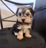 Piper, morkiepoo , a female Morkie for sale in San Antonio, TX – 1 of 5