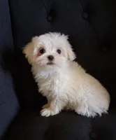 Dinah (AKC), a female Maltese for sale in San Antonio, TX – 3 of 5