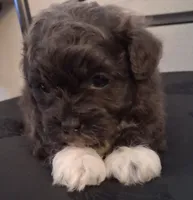 Hosea, a male Shihpoo for sale in San Antonio, TX – 2 of 5
