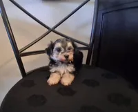 Piper, morkiepoo , a female Morkie for sale in San Antonio, TX – 5 of 5