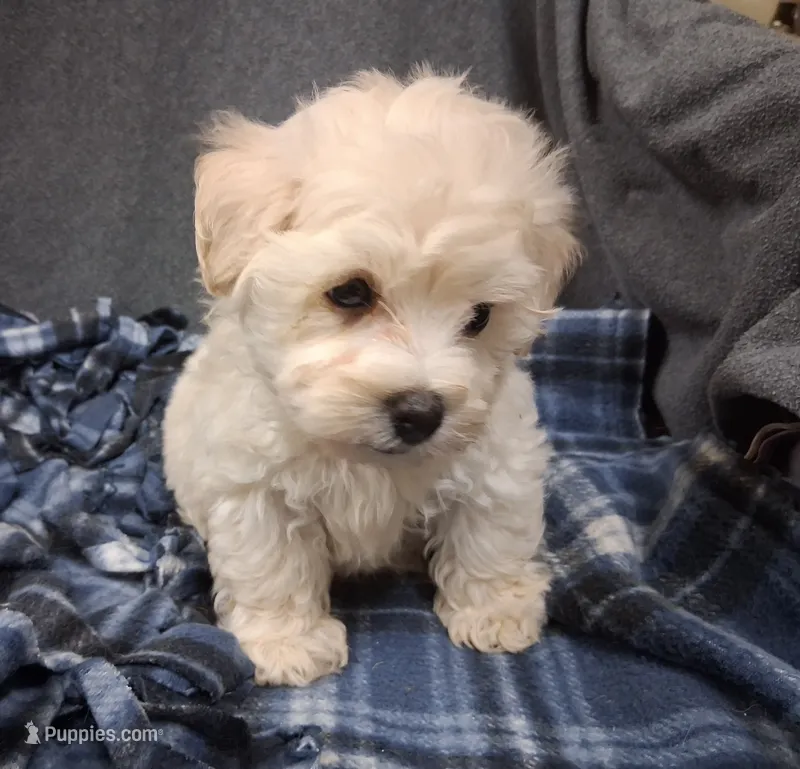 Jude – Maltipoo puppy for sale in San Antonio, TX