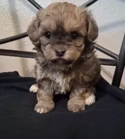 Shiloh, Shihpoo, a female Shih Tzu for sale in San Antonio, TX – 2 of 4