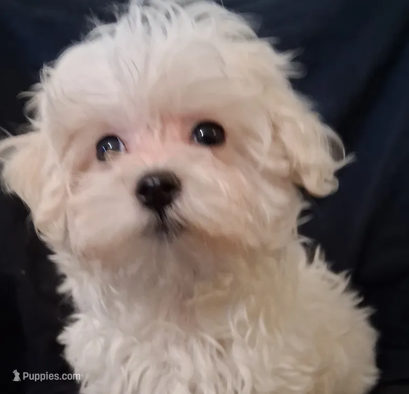 Simon – Maltipoo puppy for sale in San Antonio, TX