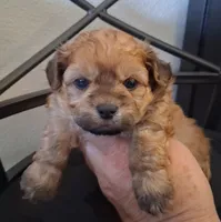 Asa, a male Shihpoo for sale in San Antonio, TX – 5 of 6
