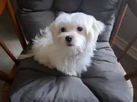 Eli (AKC), a male Maltese for sale in San Antonio, TX – 3 of 9