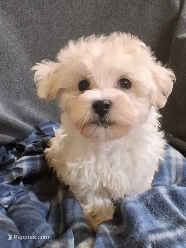 Micah – Maltipoo puppy for sale in San Antonio, TX