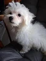 Ruthie (AKC), a female Maltese for sale in San Antonio, TX – 5 of 7